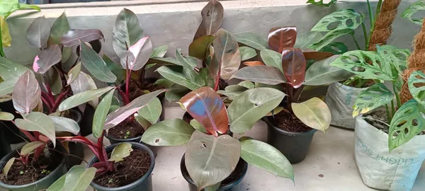 Philodendron_Grafted_Indoor_Plant