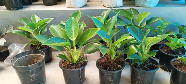 Philodendron_Live_Plant