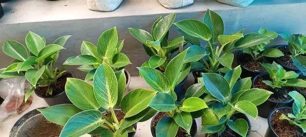 Philodendron_Live_Plant
