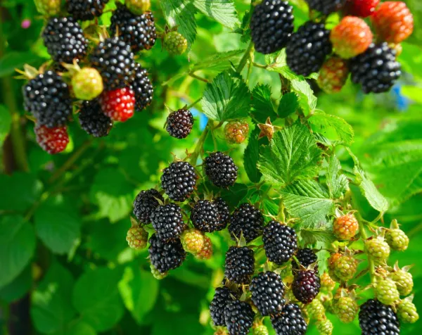 Black_Berry_Grafted_Fruit_Plant