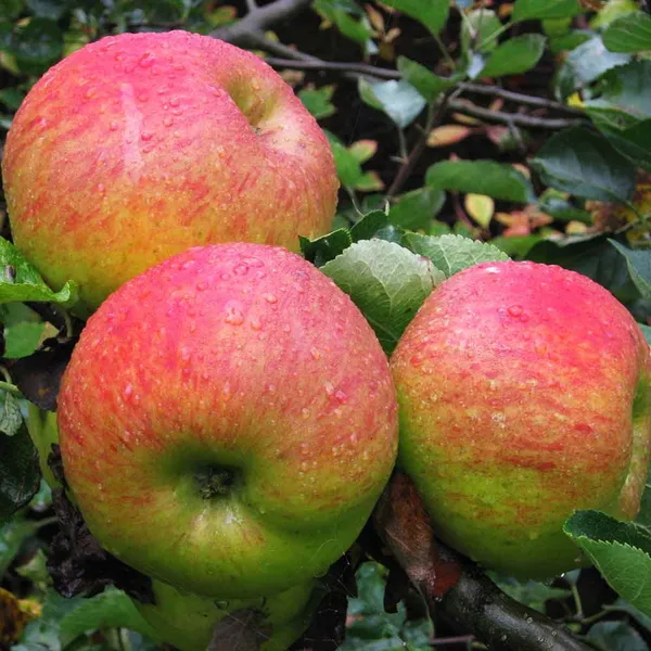 Anna_Grafted_Sweet_Apple_Live_Plant