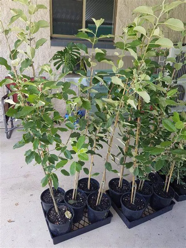 Anna_Grafted_Sweet_Apple_Live_Plant