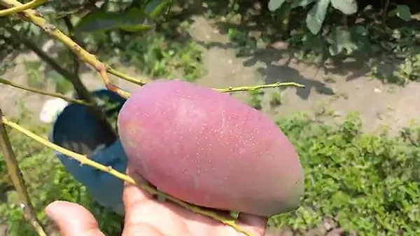 Rare_Thai_Vairety_King_Of_Chakapat_Original_Live_Mango_Plant_&_Tree__Plant_Size_1-1.5_FtHybrid,