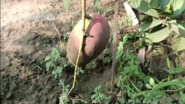 Rare_Thai_Vairety_King_Of_Chakapat_Original_Live_Mango_Plant_&_Tree__Plant_Size_1-1.5_FtHybrid,