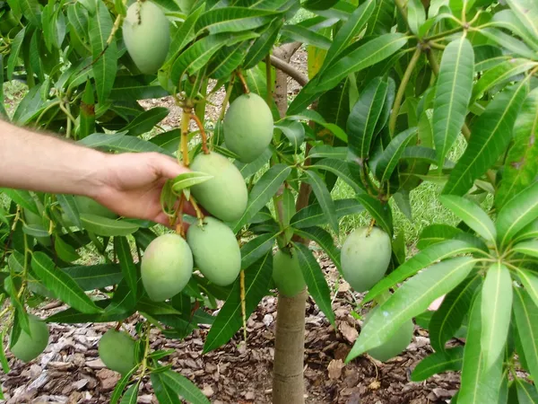 Mango_Grafted_Live_Fruit_Hybrid_Plant