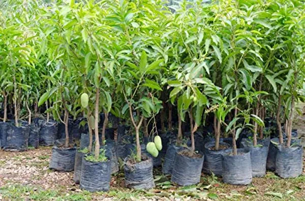 Thai_Catimon_Katimon_Mango_Plant_&_Tree_All_Time_Sweet_Fruit_For_Round_The_Year_Variety_Grafted_Fruit_Live_Plants_&_Tree