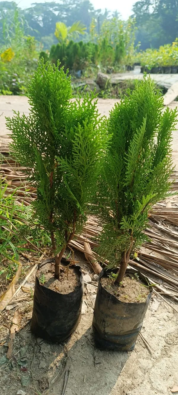 Indoor_Jhaw_plant