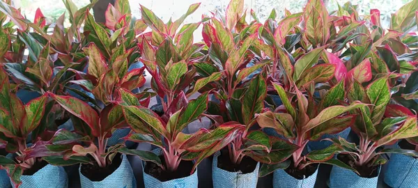 Indoor_Aglaonma_Air_purifier_Aglaonema_Lipstick_Single_Stem_plant
