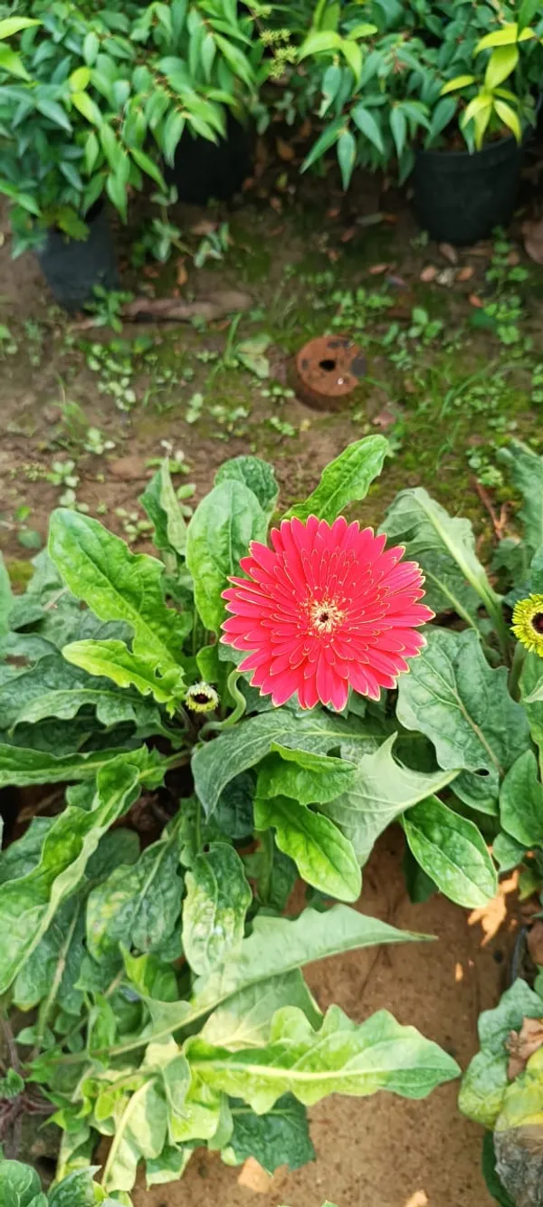Gerbera_Red_Flower_Plant