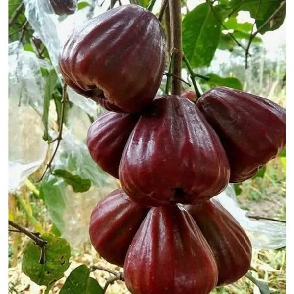 Bali_Chamba_400Grafted_Live_Plant_&_Tree_Syzygium_Samarangense