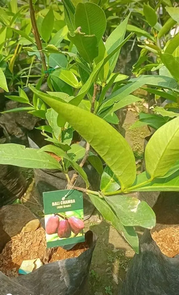 Bali_Chamba_400Grafted_Live_Plant_&_Tree_Syzygium_Samarangense