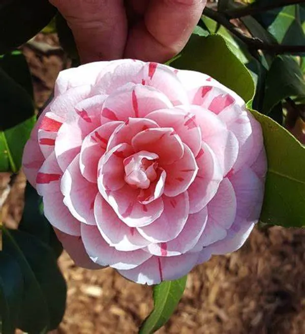 Camellia_Grafted_Flower_Plant
