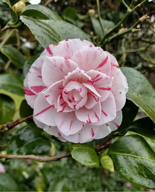 Camellia_Grafted_Flower_Plant