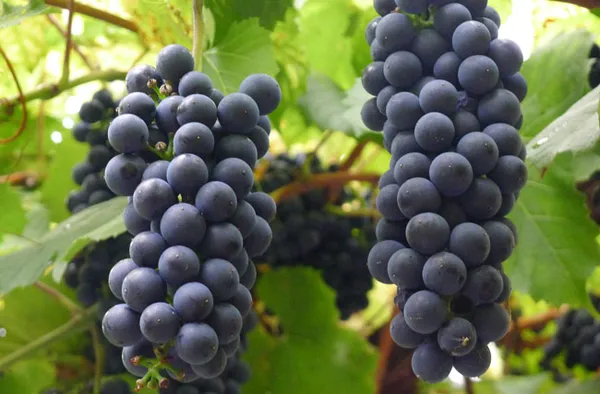 Blue_Grapes_Live_Fruit_Plant_Hybrid,