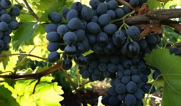 Blue_Grapes_Live_Fruit_Plant_Hybrid,