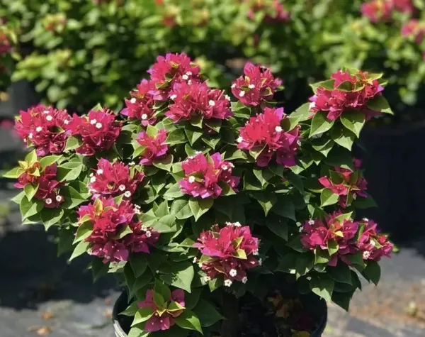 Pixie_Queen_Bougainvillea_Grafted-Flowering_Plant_Hybrid,