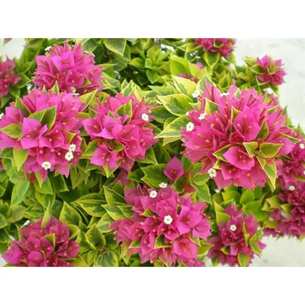 Pixie_Queen_Bougainvillea_Grafted-Flowering_Plant_Hybrid,