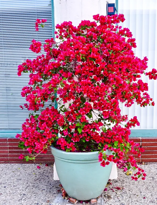 Magic_Red_Thoka_Grafted_Bougainvillea_1.5-3.5_Ft_Live_Flowering_Hybrid_Plant