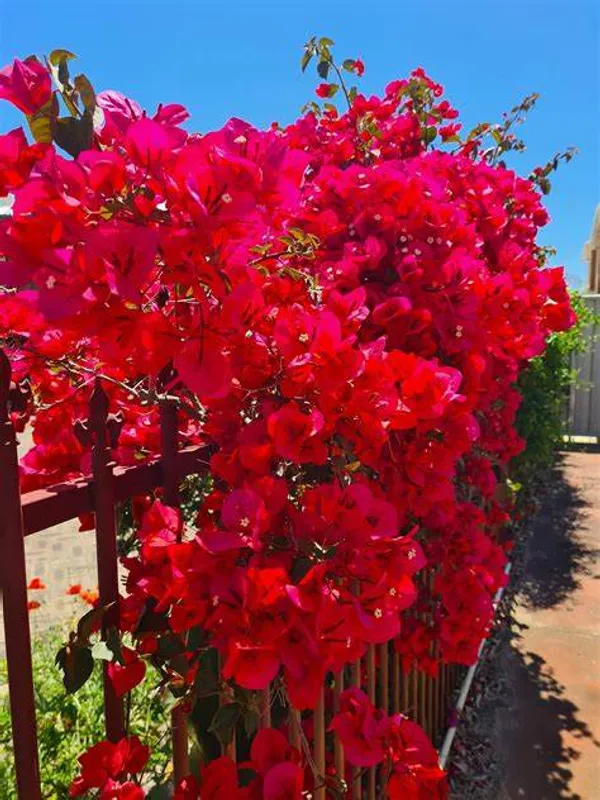 Magic_Red_Thoka_Grafted_Bougainvillea_1.5-3.5_Ft_Live_Flowering_Hybrid_Plant