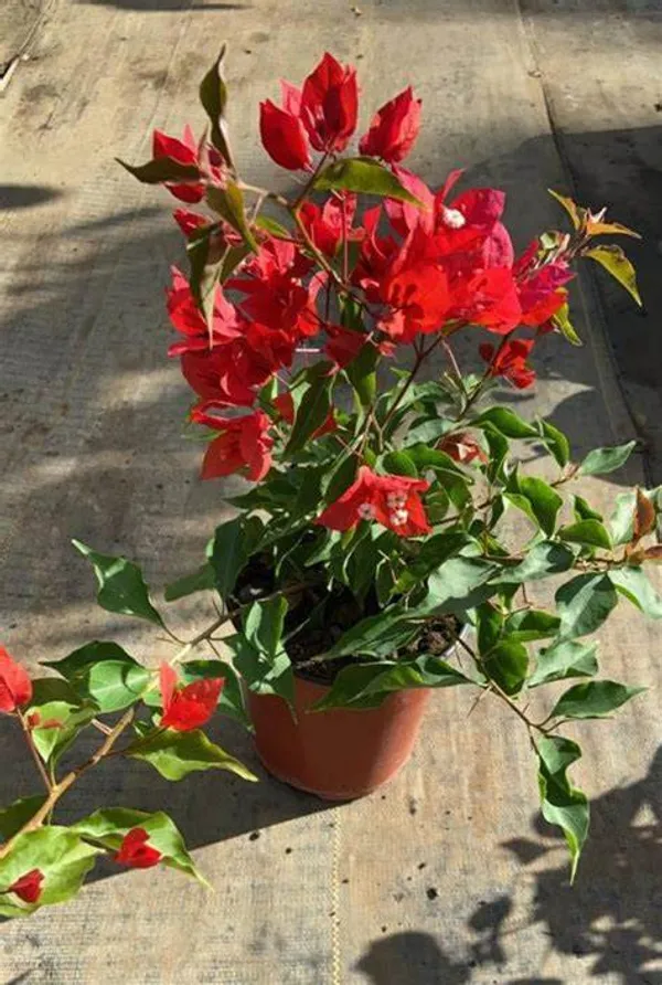 Magic_Red_Thoka_Grafted_Bougainvillea_1.5-3.5_Ft_Live_Flowering_Hybrid_Plant
