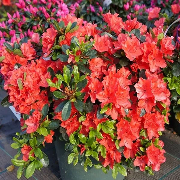Azalea_Red_Grafted_1.5-3.5_Ft_Flower_Plant