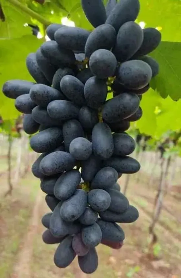 Thai_Black_Grapes_Fruit_Live_Plant