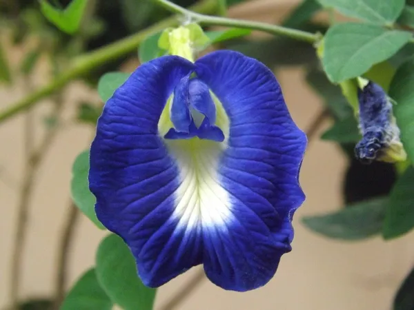 Aparajita_Blue_1.5-3.5_Ft_flowering_Grafted_Plant