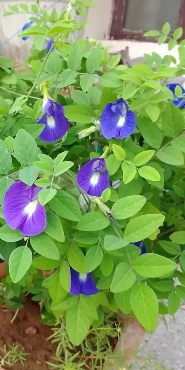 Aparajita_Blue_1.5-3.5_Ft_flowering_Grafted_Plant