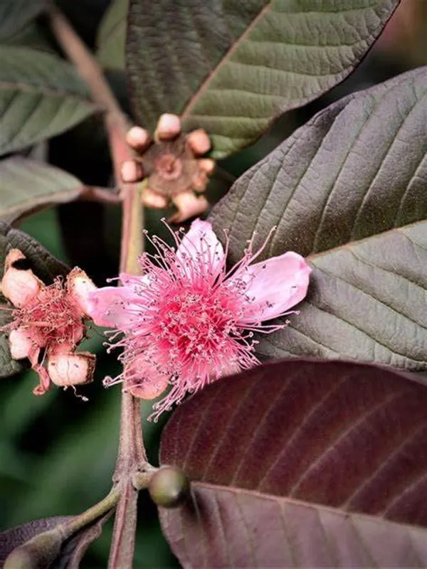 Malasian_Red_Guava_Plant__Healthy_Live_Plant_For_Home_Garden_Plants_Tree