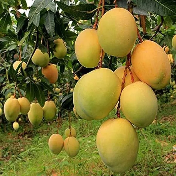 Alphonso_Mango_Plant_Grafted_||_Alphonso_Hapoos_From_Ratnagiri_||_Aam_Fruit_Live_Plants_&_Tree_Height_1.5_To_2Ft