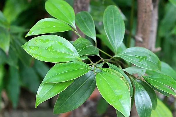 Cinnamon_Plant_Daruchini