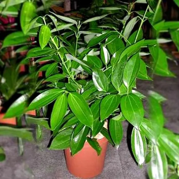 Tej_Patta/Bay_Leaf/Cassia_Leaf_Plant