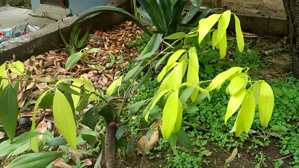 Tej_Patta/Bay_Leaf/Cassia_Leaf_Plant