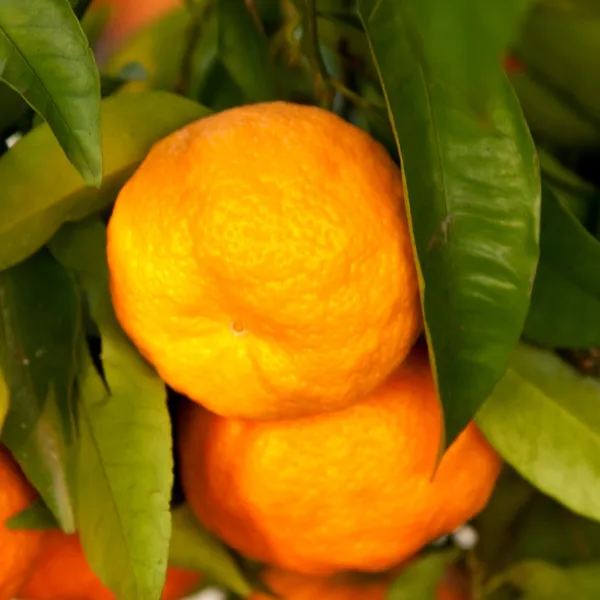 Orange_Amoa_8_Grafted_Hybrid_Fruit_Plant