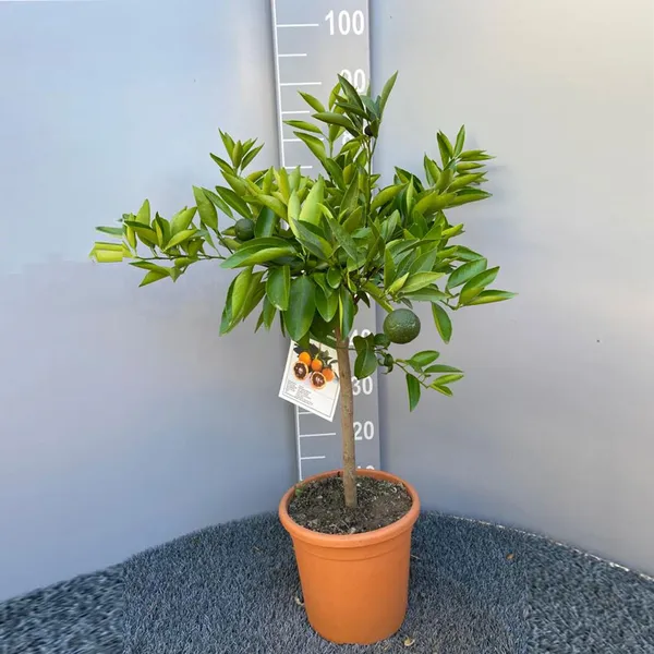 Orange_Amoa_8_Grafted_Hybrid_Fruit_Plant
