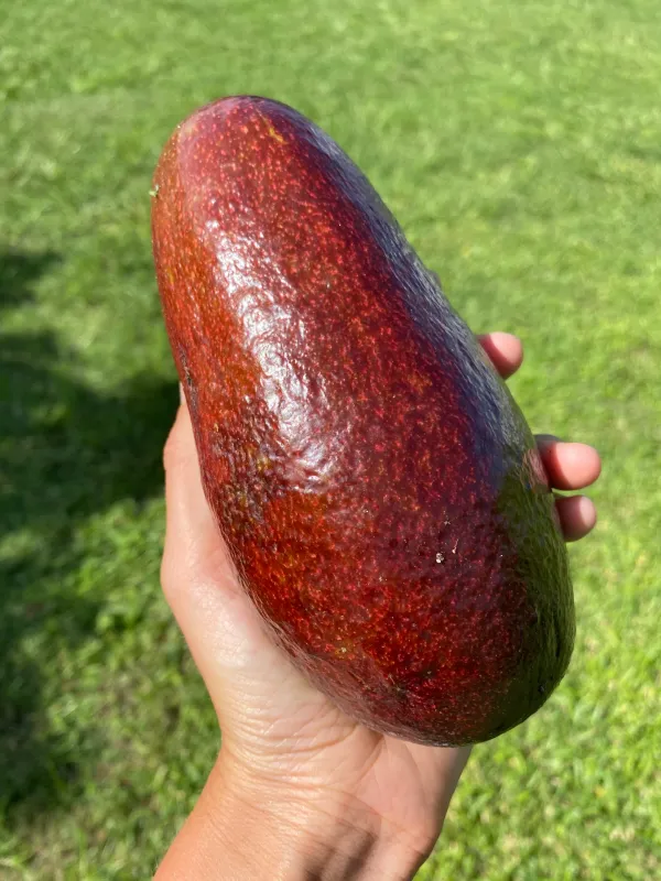 Avocado_Miami_Red_Variety_Butter_Fruit_Grafted_Live_Plants_&_Tree1.5-2_Ft_Size