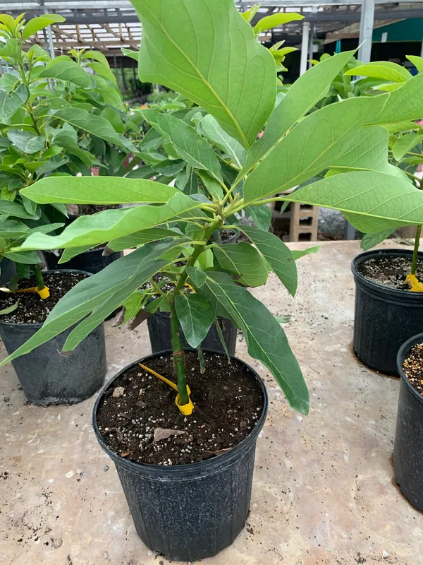 Avocado_Miami_Red_Variety_Butter_Fruit_Grafted_Live_Plants_&_Tree1.5-2_Ft_Size