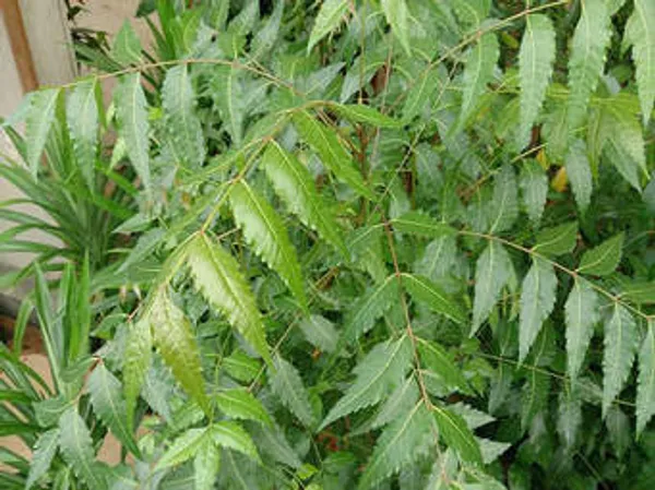 Neem_Plant_Azadirachta_Indica_Plant