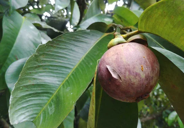 Mangosteen_Fruit_Plant
