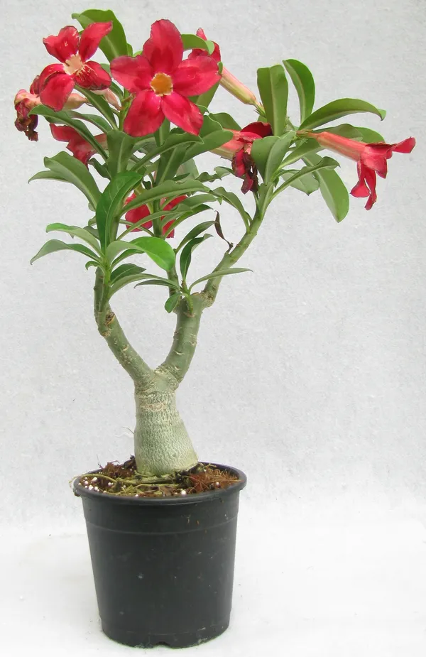 Adenium_Hybrid_Red_Flower_Plant