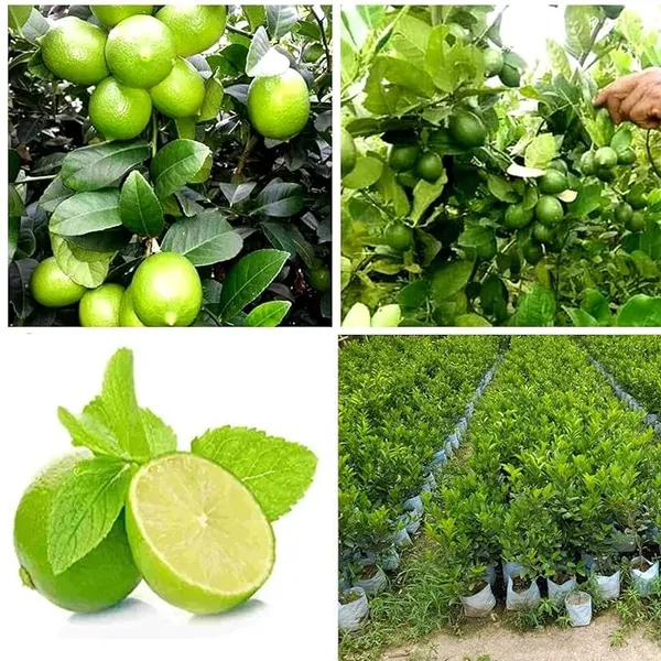 All_Time_Patilabu_/_Lemon_/_Lime__Grafted__Hybrid_Plant
