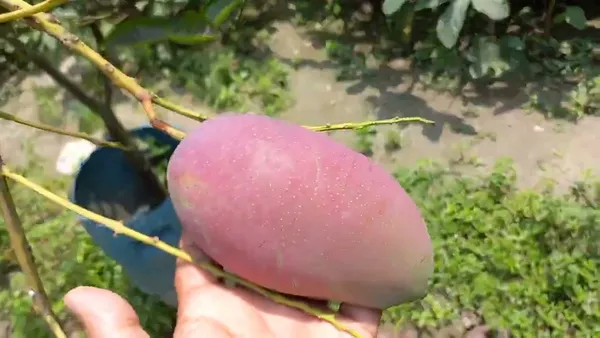 King_Of_Chakapat_Mango_Plant