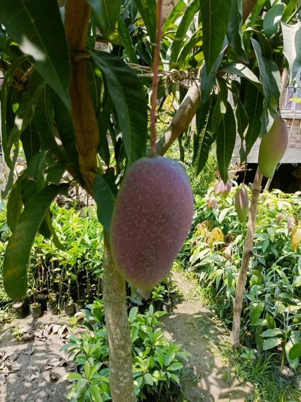 King_Of_Chakapat_Mango_Plant