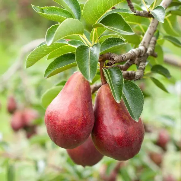 Rare_Red_Pear_Grafted_Live_Plant_&_Tree