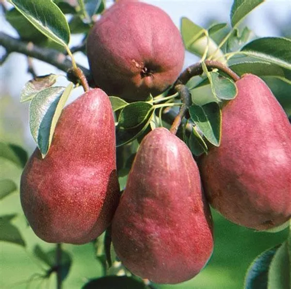 Rare_Red_Pear_Grafted_Live_Plant_&_Tree