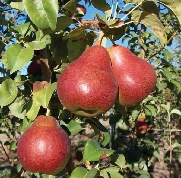 Rare_Red_Pear_Grafted_Live_Plant_&_Tree