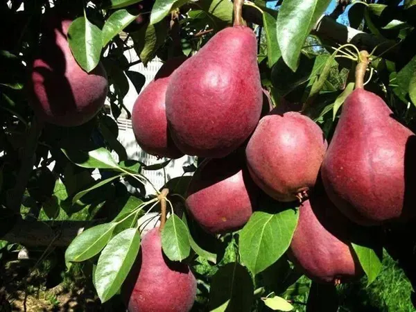 Rare_Red_Pear_Grafted_Live_Plant_&_Tree