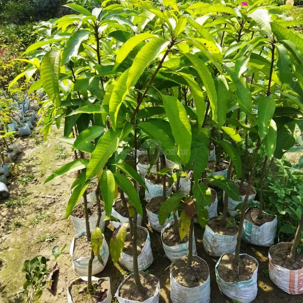 Original_Thai_Catimon_Katimon_Mango_Plant_All_Time_Sweet_Mango_Grafted_Fruit_Live_Plants_&_Tree__All_Time_Mango/Baromasi_Mango_Fruit_Plant