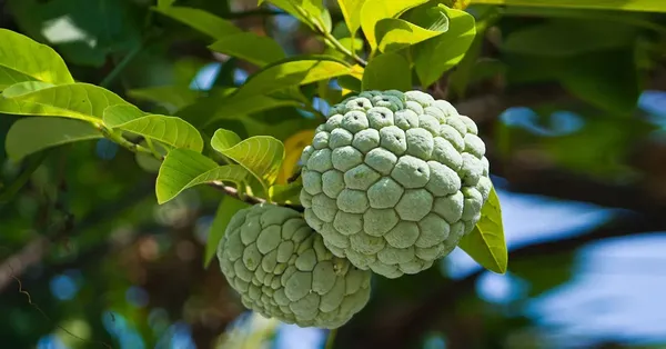 Custard_Apple_Fruit_Plant