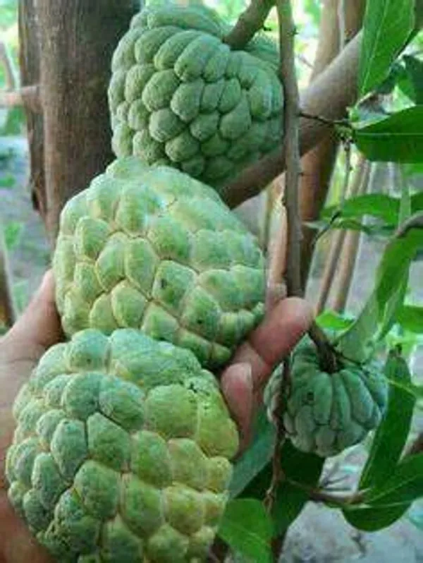 Custard_Apple_Fruit_Plant